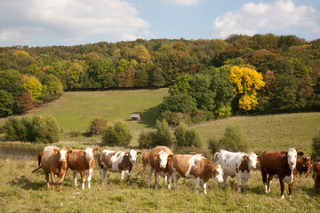 Fototapeta na wymiar Kuhherde auf einer Weide im Herbst - sonniger Tag Herbsttag