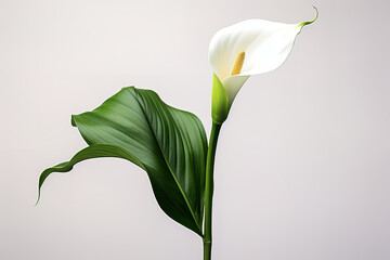 Fresh calla lily isolated on white studio background