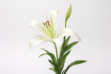 Fresh lily isolated on white studio background, bright, minimalistic