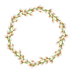 Hand drawn watercolor wreath of pussy willow. Botanical clip art, symbol of religious holidays, Easter, Lunar New Year. Green branches with soft salix buds, flowers. Spring painting for prints