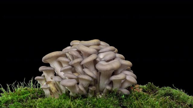 4K Time lapse of oyster mushroom growth - close-up. Healthy eco food. Edible mushrooms grow on a biofarm. Food production business. alpha channel, 4k video