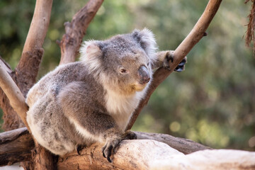 the Koala has a large round head, big furry ears and big black nose. Their fur is usually grey-brown in color with white fur on the chest, inner arms, ears and bottom.