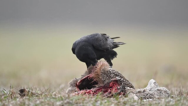 Ravens eating dead roe deer	