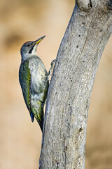Great Spotted Woodpecker, perched on an oak trunk.