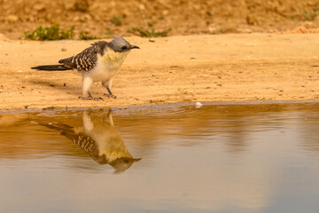Clamator glandarius or European crialo taking a bath in the spring.