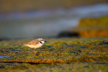 Kentish Plover or Charadrius alexandrinus, looking for food.