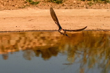 Red-eared Swallow or Cecropis daurica, flying over the spring.