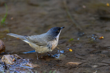 Blackbird or Sylvia hortensis, preparing for its bath.