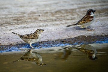 House Sparrow or Passer domesticus, on the bank of the spring.
