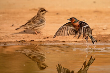 Chaffinch or Fringilla coelebs, reflected in the golden pool.