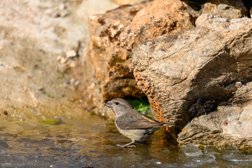 Crossbill or Loxia curvirostra, reflected in a golden spring.