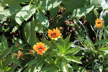 Gazania rigens Treasure Flower plant, is the most beautiful colorful of summer grown in soil, Asteraceae family. It blooms as bright yellow orange color. mature magnificent, macro, background
