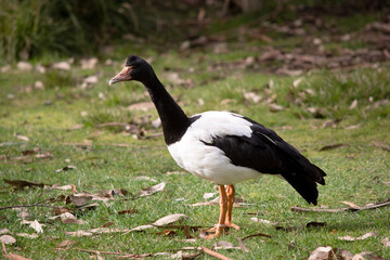 The magpie goose is a black and white seabird with black head and neck and a white body and a long neck.
