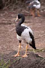 The magpie goose is a black and white seabird with black head and neck and a white body and a long neck.