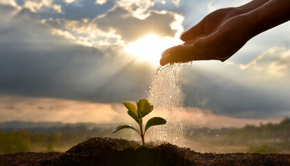 hands planting and watering food plants for the agricultural future