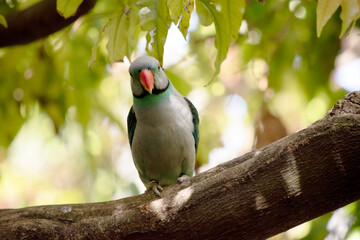 The Malabar parakeet has a mantle dove-grey fading to greyish-green on back and scapulars; rump and uppertail-coverts pale bluish green, sides rump yellowish.