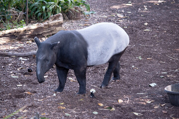 the front and black or the Malaysian tapir are black and the midsectiion is white.  There nose and...