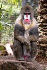 the mandrill has thick ridges along the nose that are purple and blue, red lips and nose, and a golden beard.