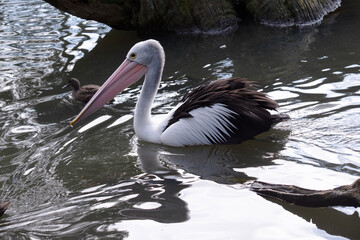 Australian pelicans are one of the largest flying birds. They have a white body and head and black wings. They have a large pink bill