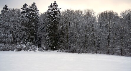 Landscape photo in winter in the Eifel - Germany under a cloudy sky, you can see snow, conifers and deciduous trees.