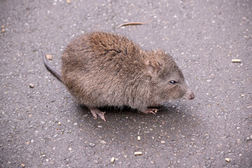 Long-nosed Potoroos have a long nose that tapers with a small patch of skin extending from the snout to the nose.