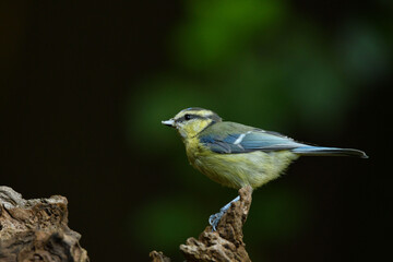 Fototapeta premium Blaumeise