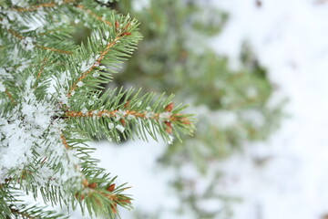 pine branches under ice, winter background