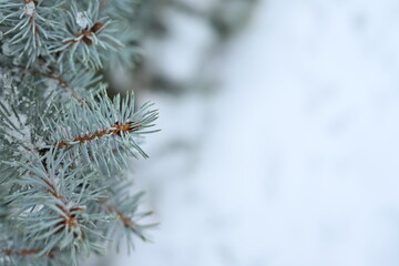snow-covered blue spruce branches as background text
