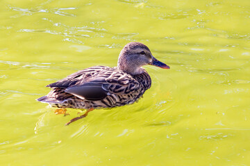 Female of mallard or wild duck (Anas platyrhynchos) swimming in a pond illuminated by the sun