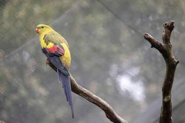 The female regent parrot is all light green. It has yellow shoulder patches and a narrow red band crosses the centre of the wings and yellow underwings