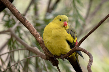 The male Regent Parrot has a general yellow appearance with the tail and outer edges of the wings...