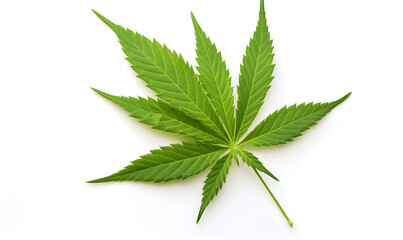 A single cannabis leaf on a white background