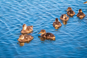 Cute little duckling swimming alone in a lake or river with calm water