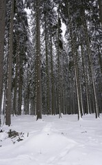 Landscape photo in winter in the Eifel - Germany under a cloudy sky, you can see snow, conifers and deciduous trees.