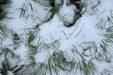 snow-covered pine branches, pine branches in the snow 