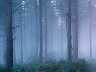 misty pine woodland Ladock Cornwallengland uk 