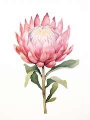 Stunning Watercolor Art Piece of a Protea on White Background AI Generated