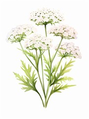 Yarrow Watercolor Illustration on White Canvas AI Generated