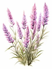 Blooming Heather Field on White Background AI Generated