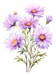 Isolated Watercolor Painting of Wild Aster Flowers AI Generated