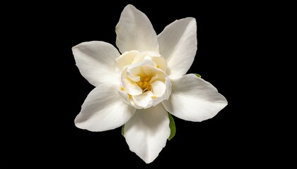 top view single white flower of grand duke of tuscany arabian white jasmine jasminum sambac aroma flora background cutout - Powered by Adobe