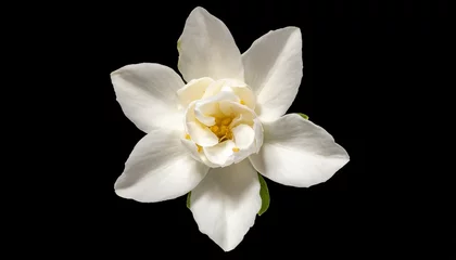 Foto op Canvas top view single white flower of grand duke of tuscany arabian white jasmine jasminum sambac aroma flora background cutout © Kelsey