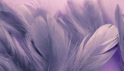 beautiful abstract colorful blue and light purple feathers on white background and soft white pink feather texture on white pattern and purple background