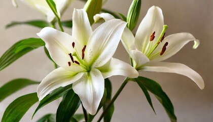 Obraz na płótnie Canvas beautiful white lilies on light background symbol of gentleness purity and virtue closeup digital ai
