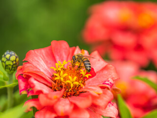 A bee collects nectar from Red marigolds flower in the garden in summer close-up.