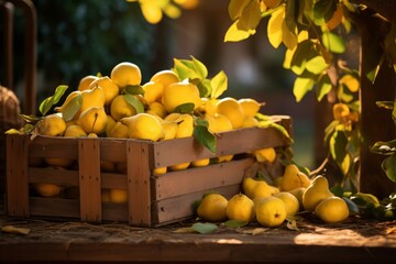 Rustic Wooden Crate Overflowing with Freshly Picked Quinces, Glowing in the Soft Autumn Sunlight
