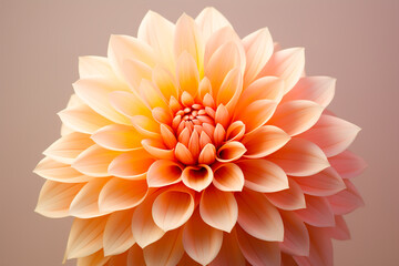 Close up of an orange flower.