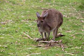 Naklejka na ściany i meble Western grey kangaroos have short hair, powerful hind legs, small forelimbs, big feet and a long tail. They have excellent hearing and keen eyesight.