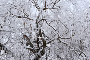 nature art, tree covered with frost, snow covered tree