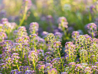 Obraz premium Verbena bonariensis flowers, Argentinian Vervain or Purpletop Vervain, Clustertop Vervain, Tall Verbena, Pretty Verbena, in garden